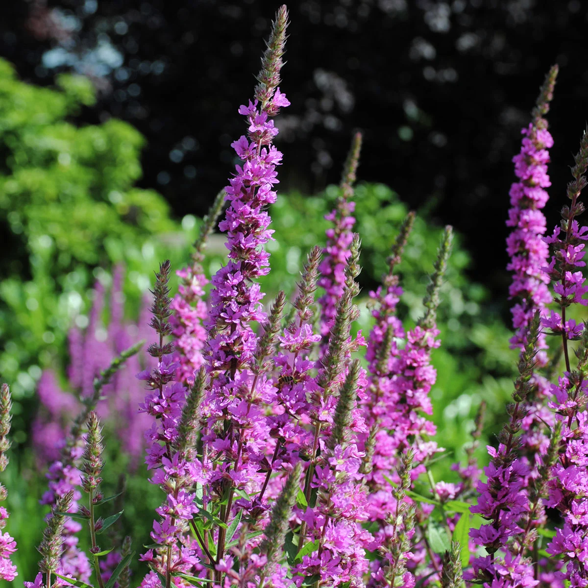 Blutweiderich, im ca. 9 cm-Topf