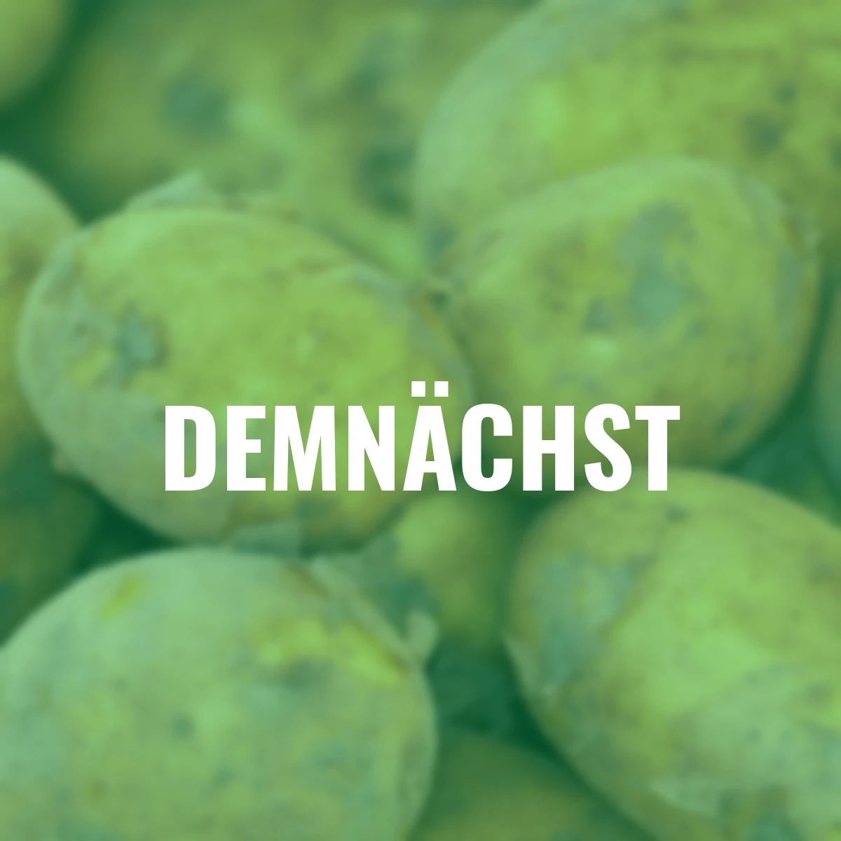 BIO Kartoffel Afra, 10 Stück