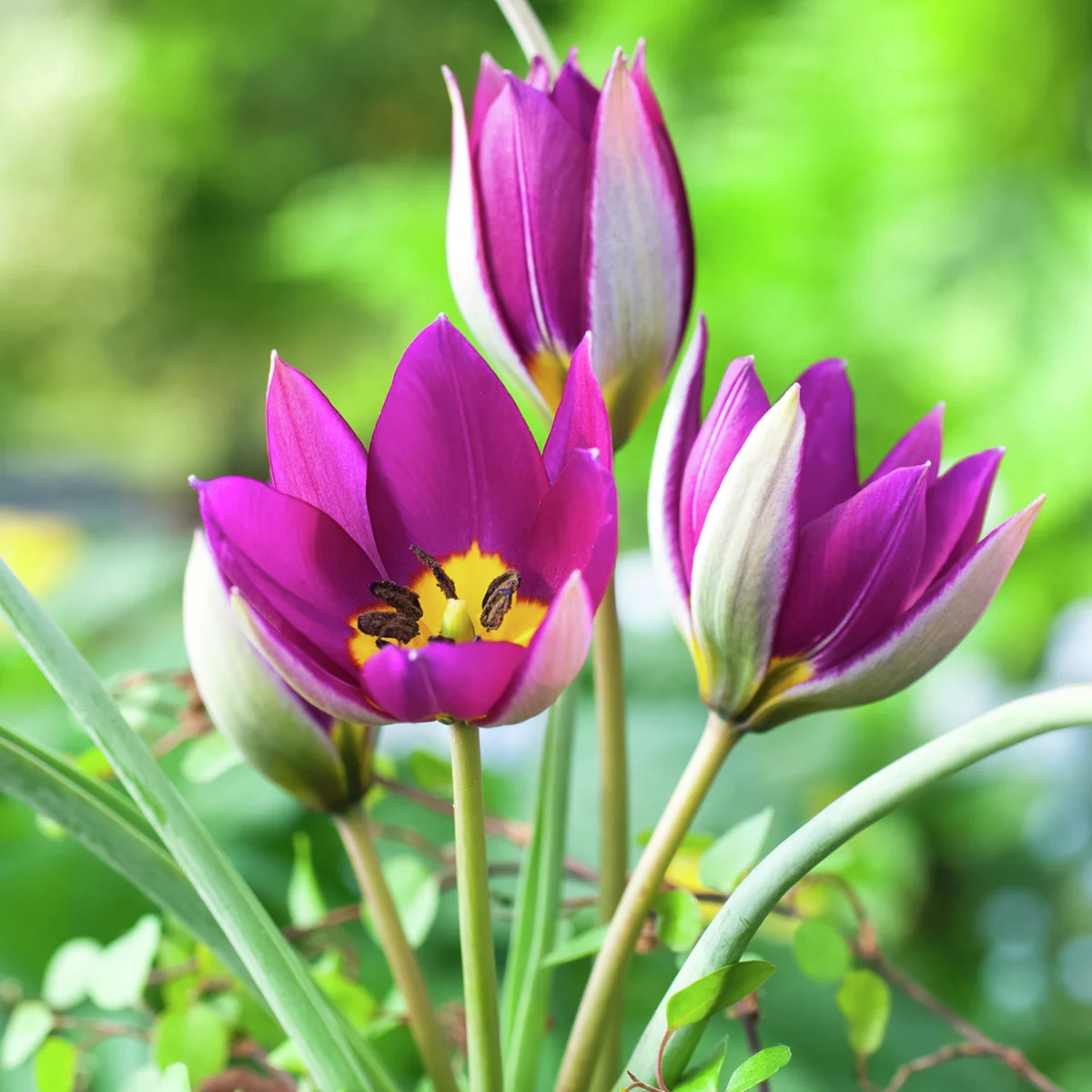 Tulpe Persian Pearl