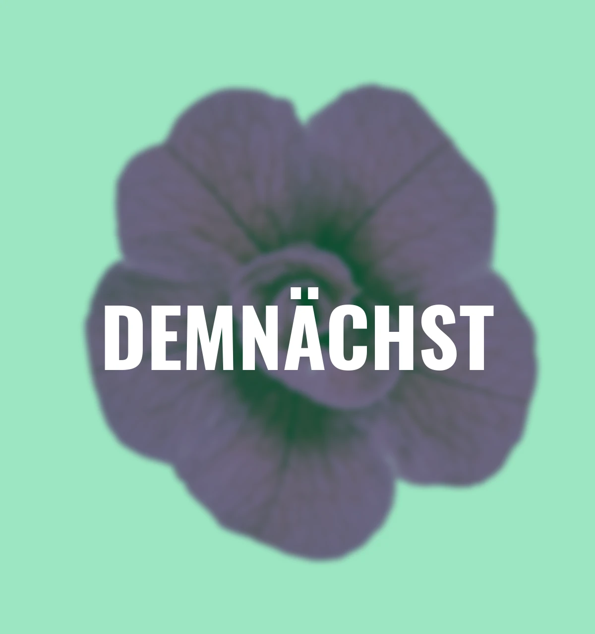 Rosen-Zauberglöckchen, violett