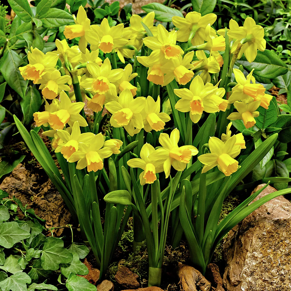 Narzisse Tete a Tete