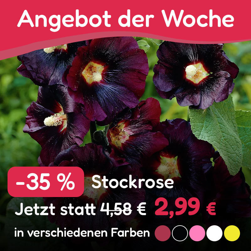 Angebot der Woche