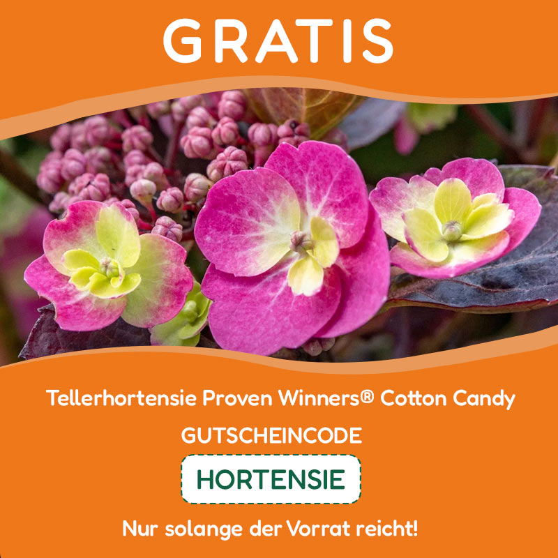 Stauden entdecken bei Gärtner Harry