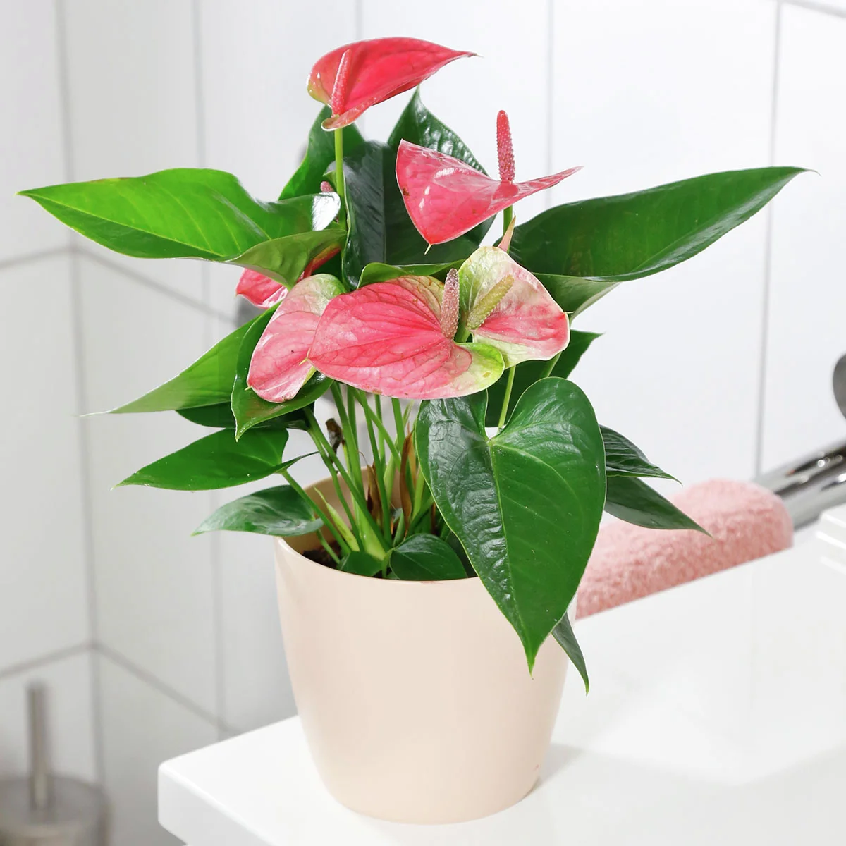 Rosa Flamingoblume, im ca. 10 cm-Topf