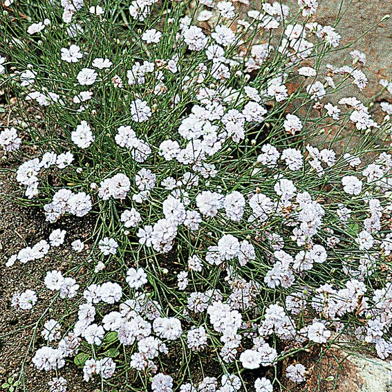 Schleierkraut, weiß