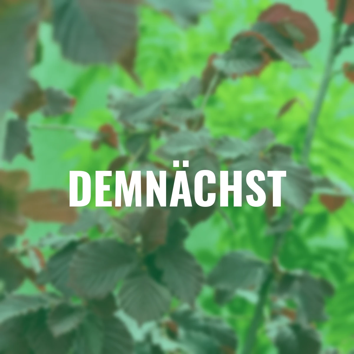 Haselnussstrauch, rotlaubig