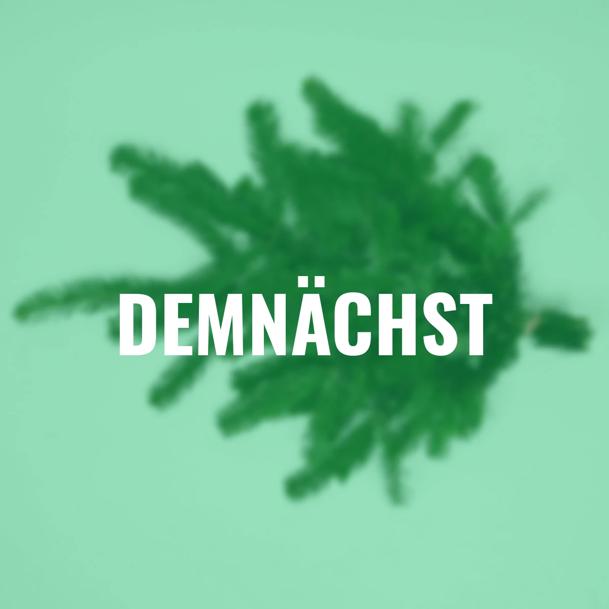 Nordmann-Tanne, Bund 500 g