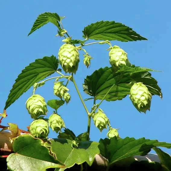 Hopfen Klettermax