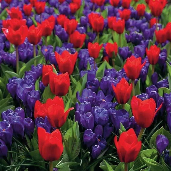 Tulpe Showwinner
