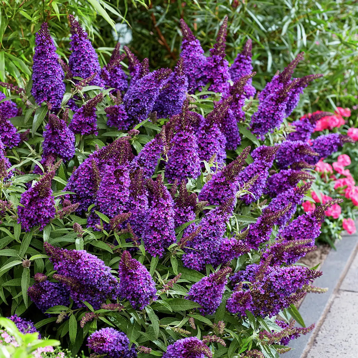 Zwerg-Schmetterlingsflieder Butterfly Candy® Little Purple