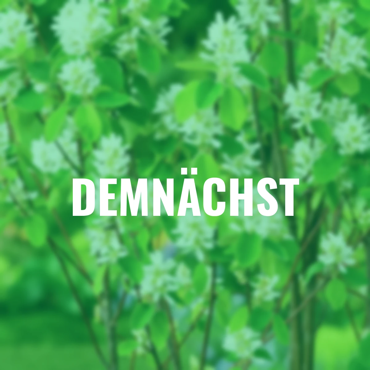 Saskatoonbeere Saskatoon Berry®