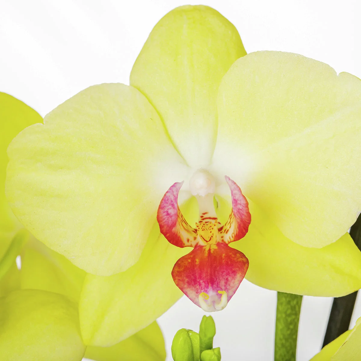 Gelbe Schmetterlings-Orchidee, Höhe ca. 50-60 cm