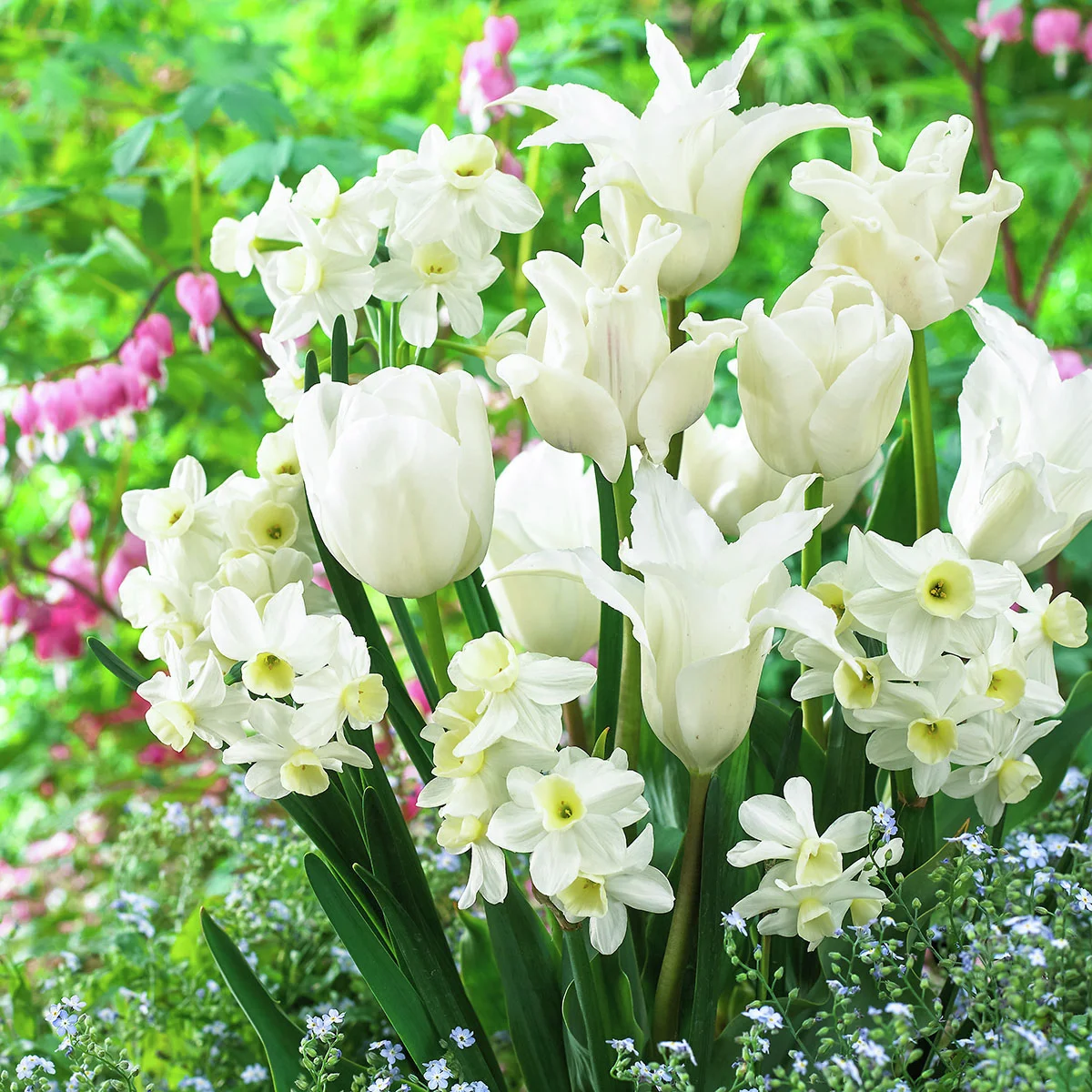 Blumenzwiebel-Mischung Weißer Frühling