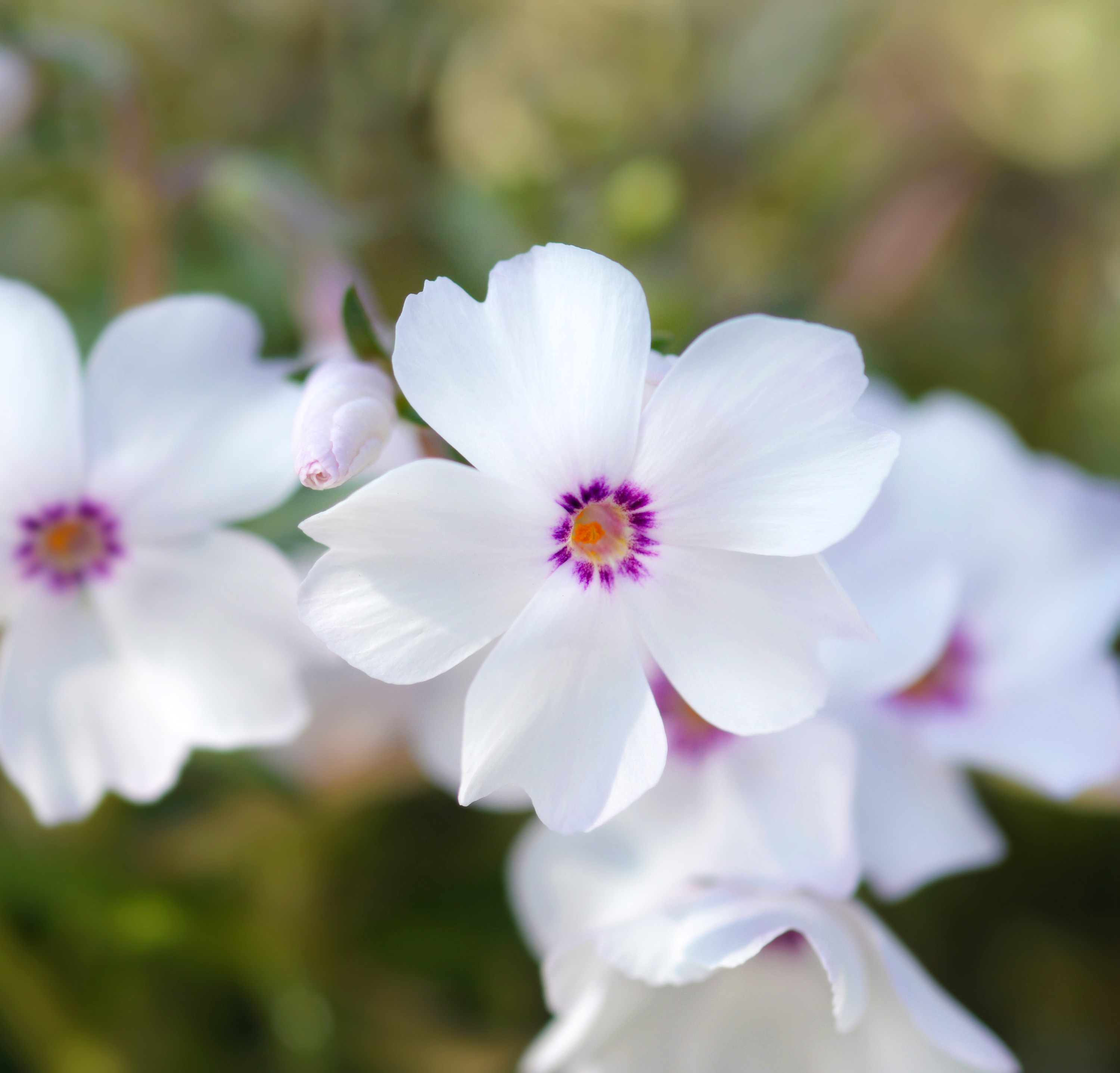 Teppich Flammenblume Amazing Grace (Teppichphlox )
