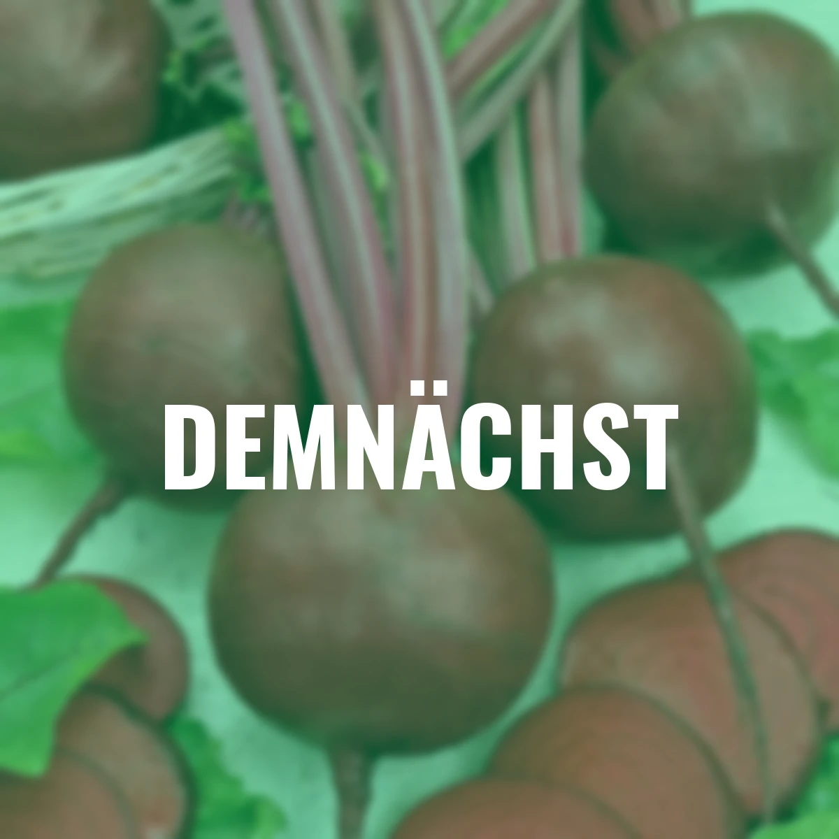 BIO Rote Bete Samen Rote Kugel 2/Selektion Sturoman