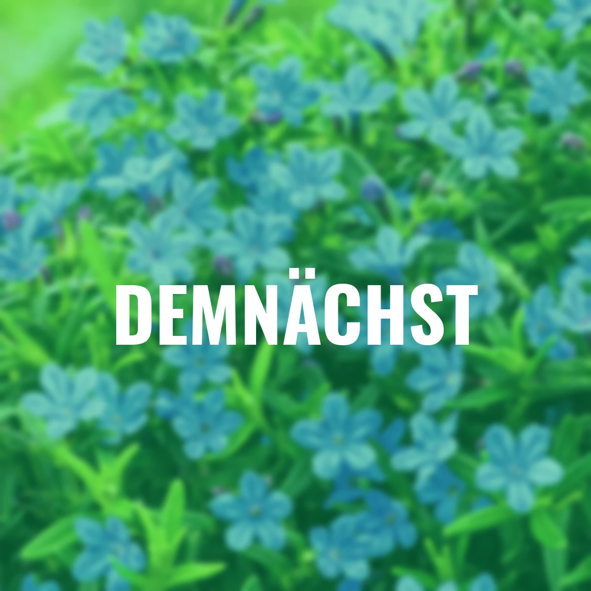 Steinsame