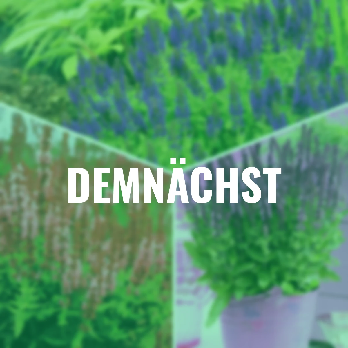 Stauden-Set Bienen-Salbei, 9 Stück