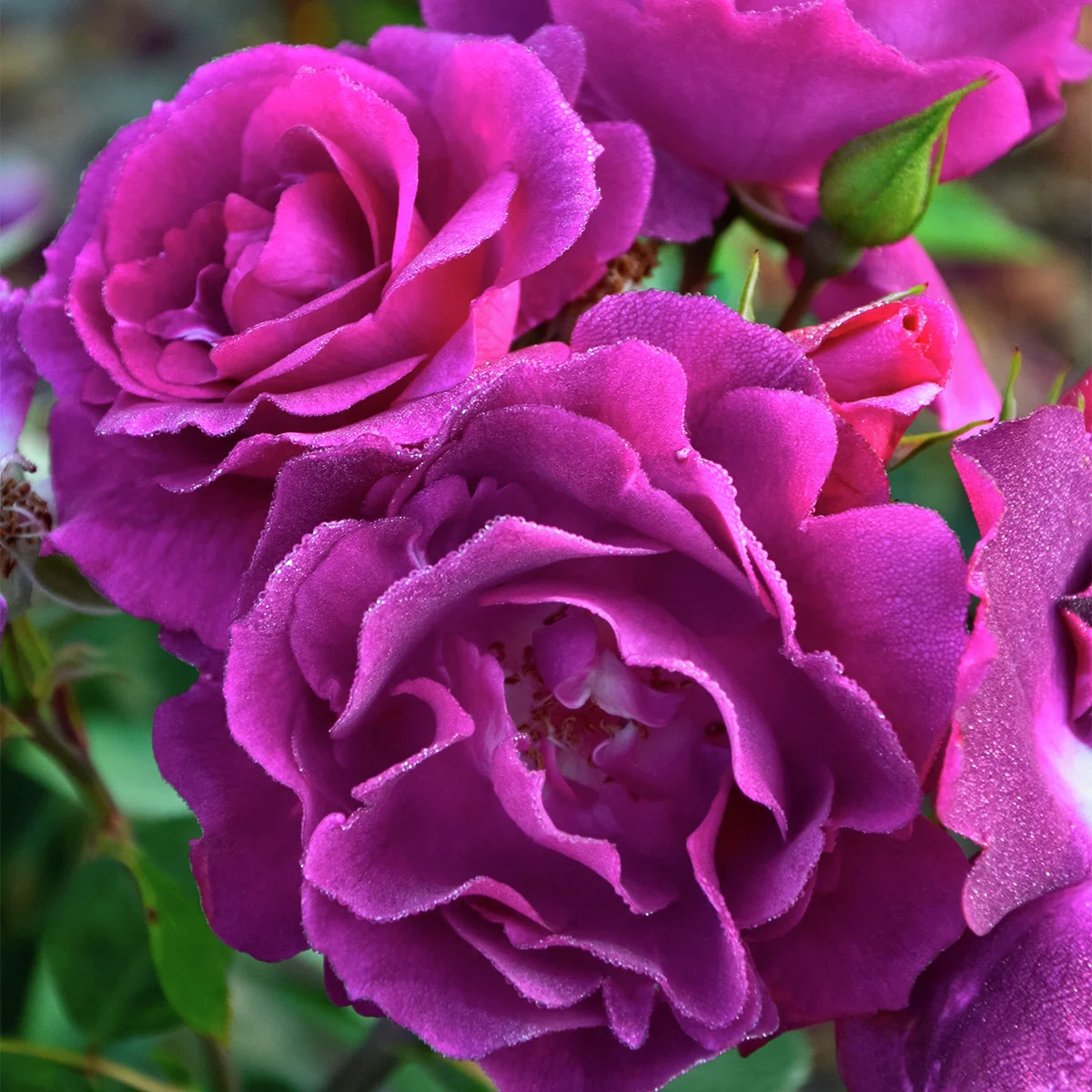 Beetrose Bluebell®, wurzelverpackt