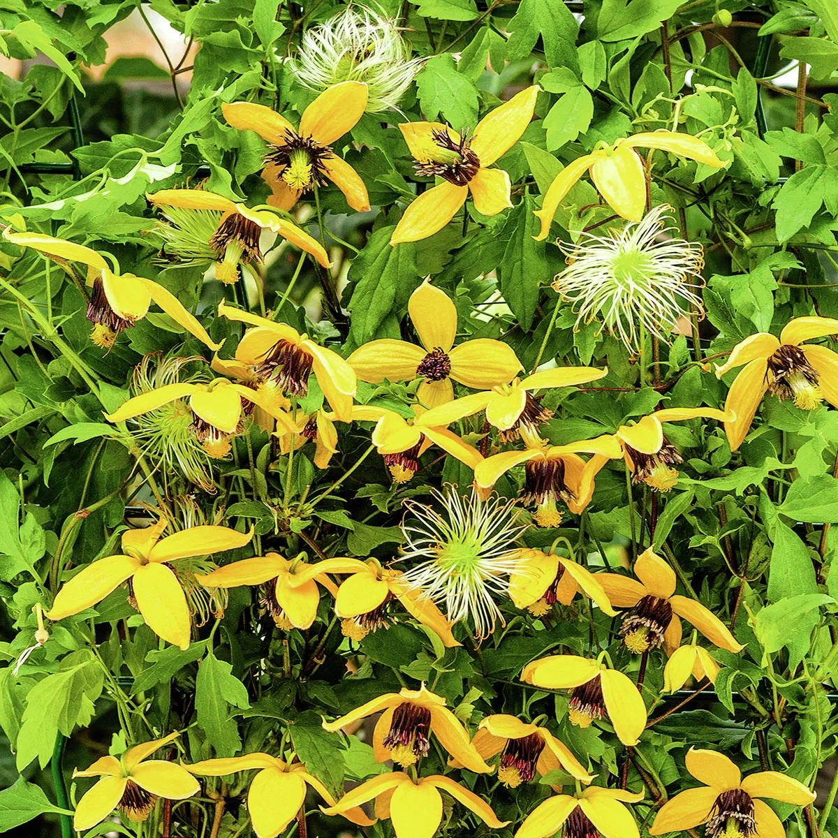 Clematis Golden Harvest