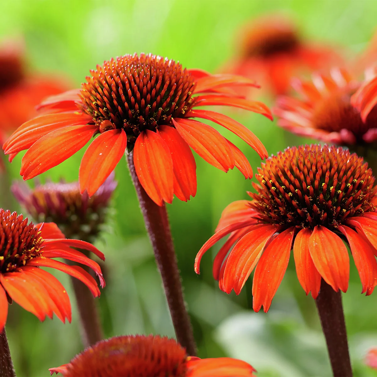 Sonnenhut Big Sky(TM) Sunset