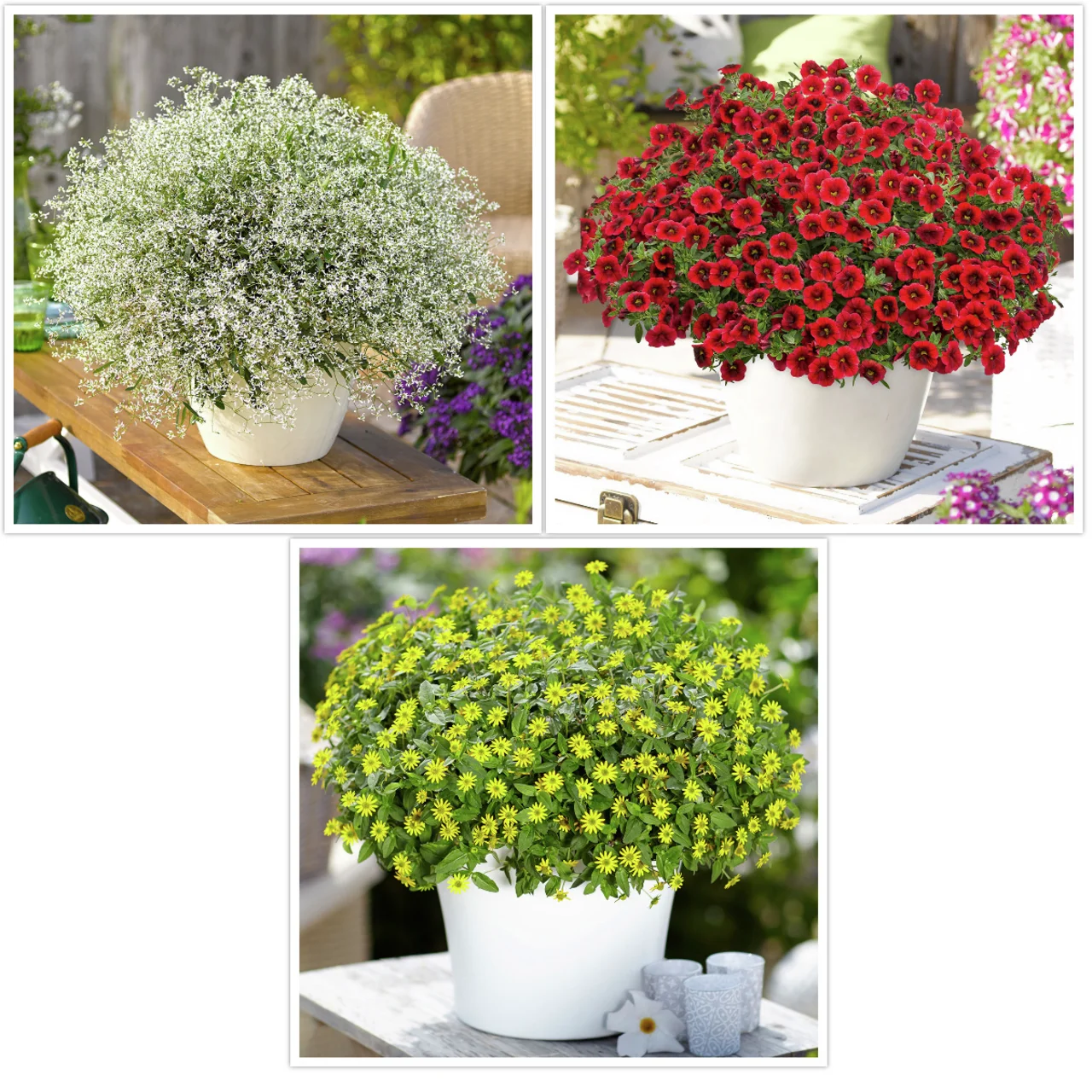 Sommerblumen-Set Bunte Stimmung, 9 Stück
