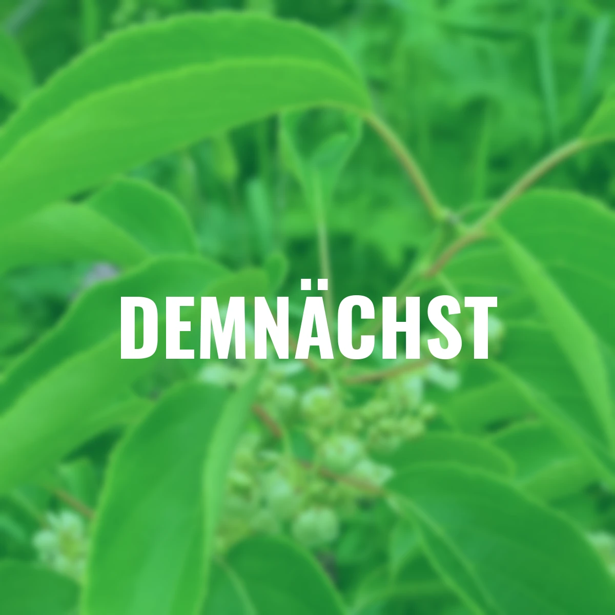 Kiwiberry Issai, Höhe ca. 40-50 cm