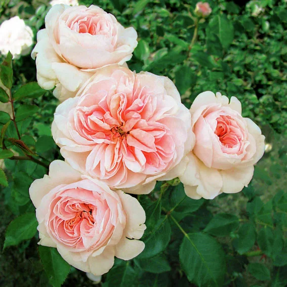 Kletterrose Sabrina®