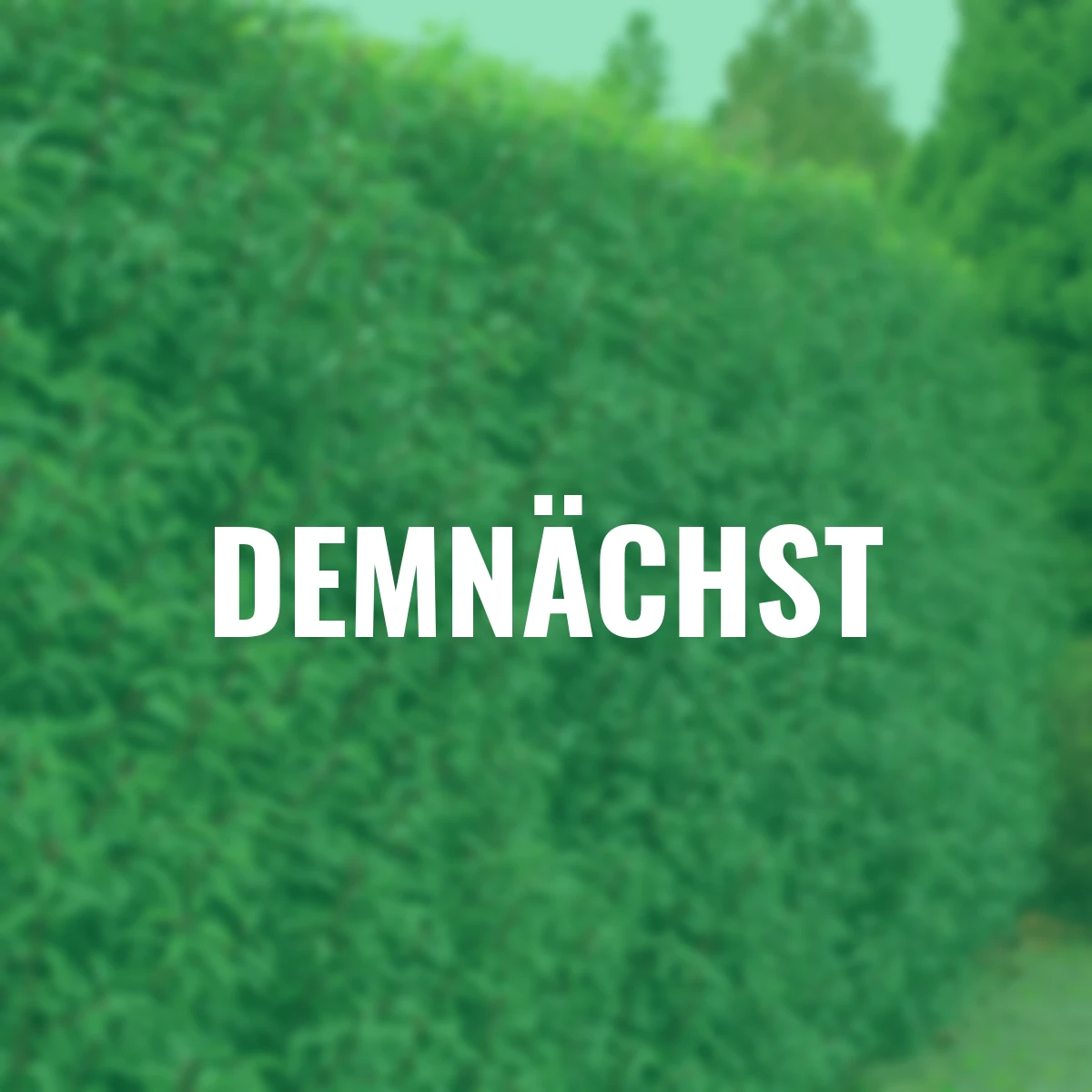 Portugiesischer Kirschlorbeer