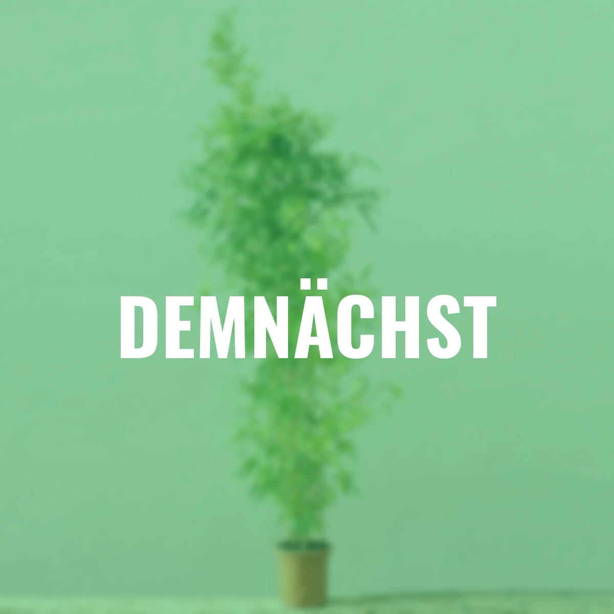 Bambus Aureocaulis, im ca. 28 cm-Topf