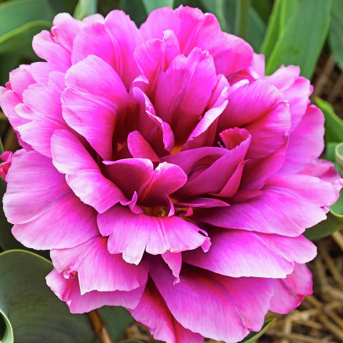 Tulpen-Set Dazzling Double