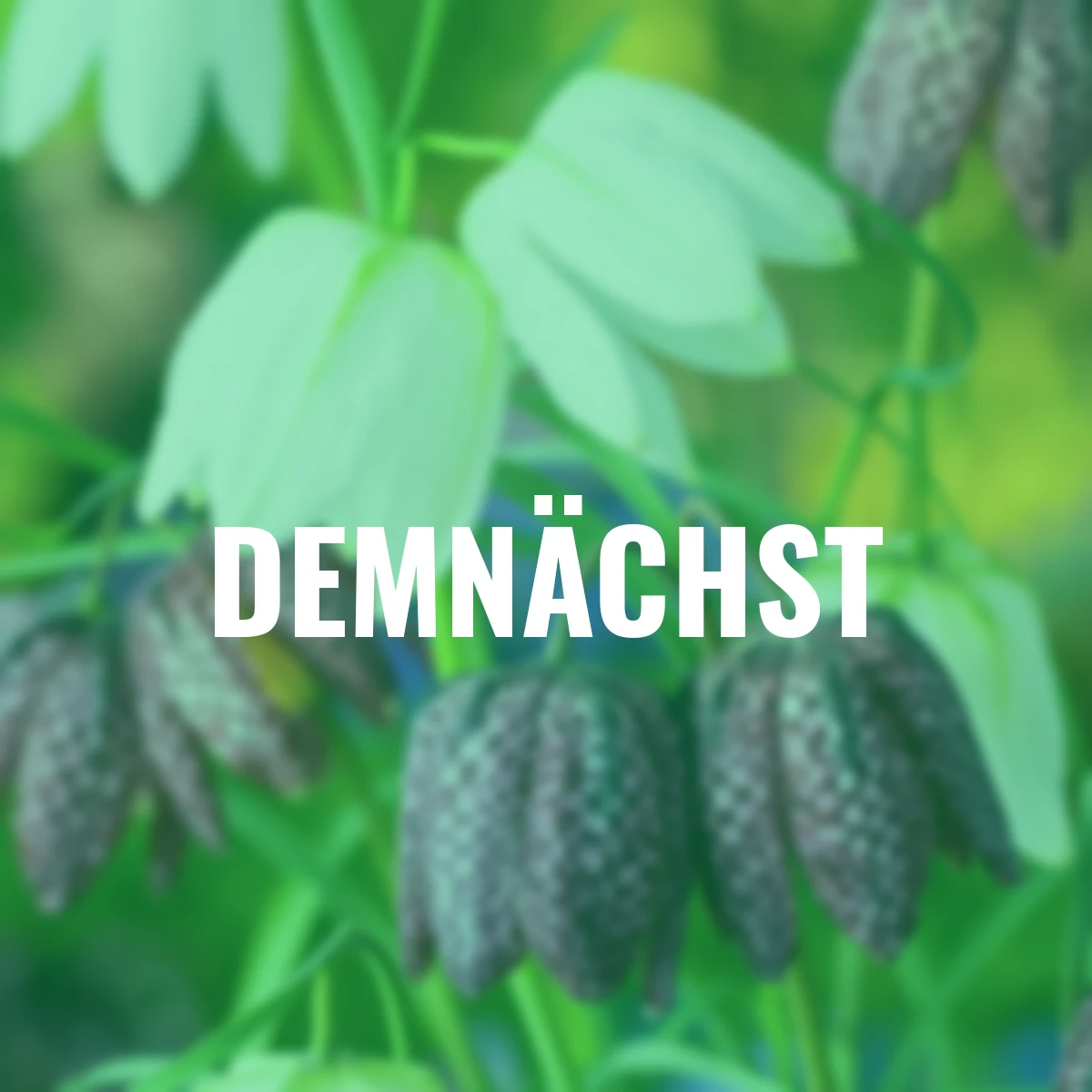 Schachbrettblumen