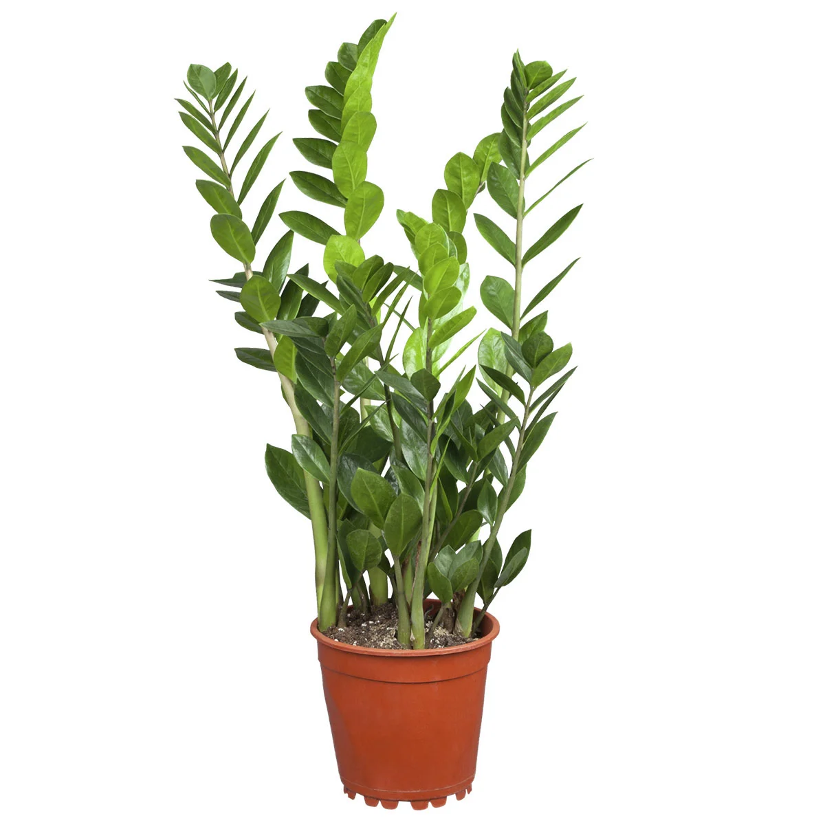 Glücksfeder , Höhe ca. 30-50 cm