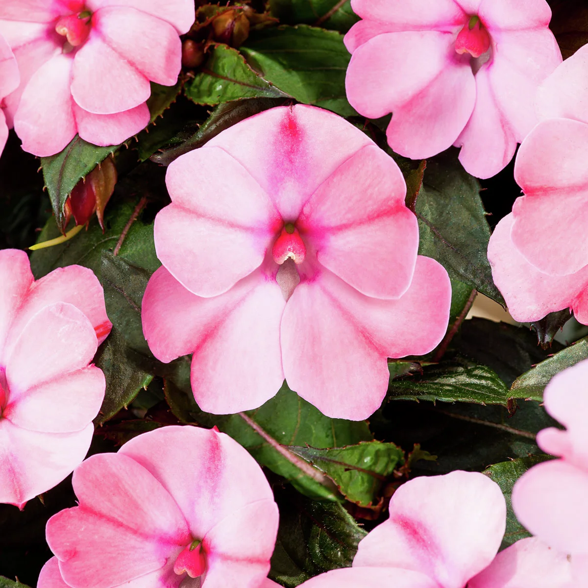 Fleißiges-Lieschen Sunpations™ Pink