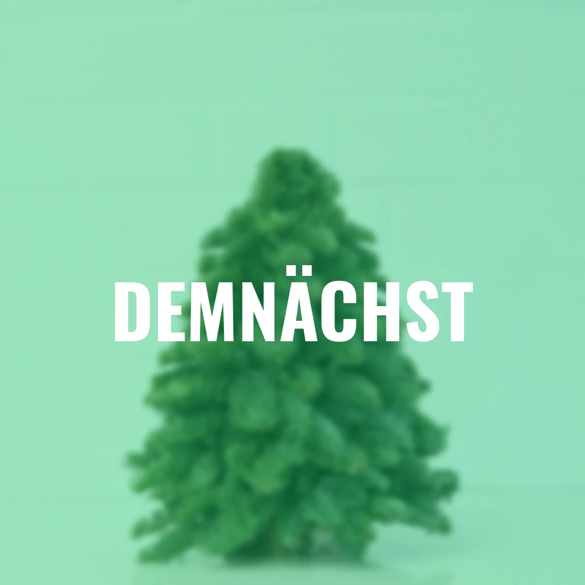 Nobilis-Weihnachtsbäumchen, klein