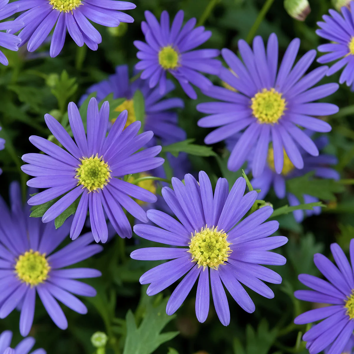 Gänseblümchen, blau