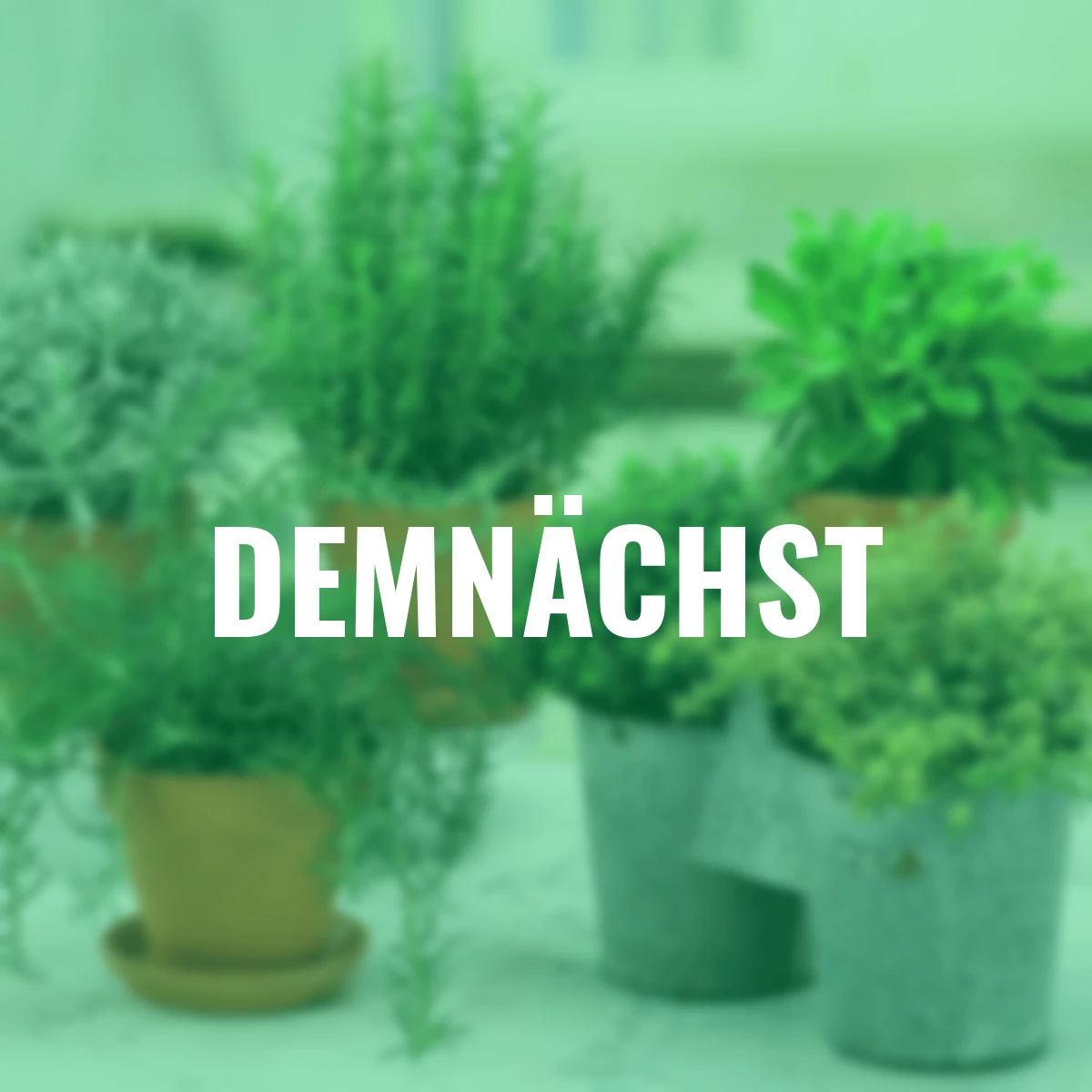 Eataliano Mediterranes Kräuter-Set