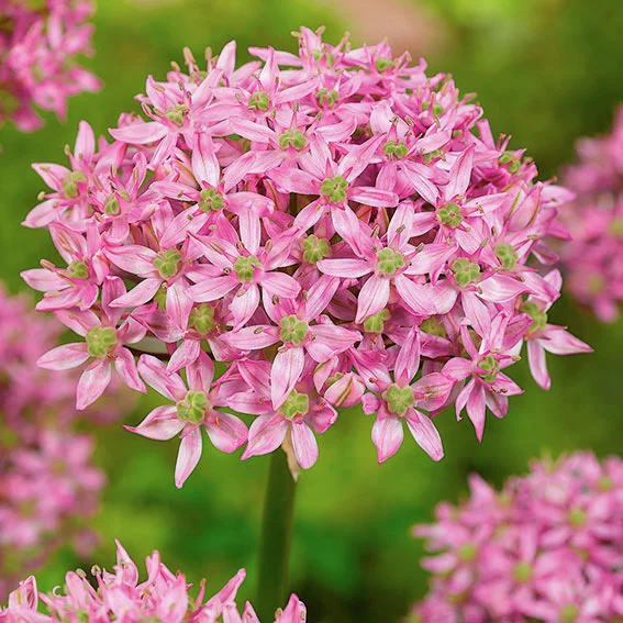 Riesen-Zierlauch Pink Jewel