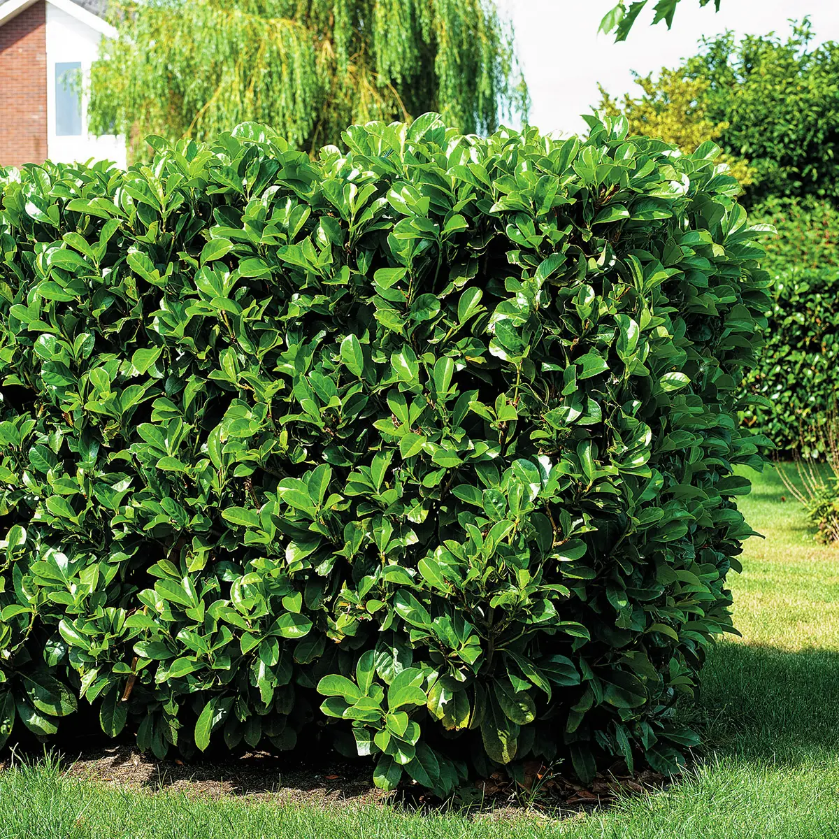 Kirschlorbeer Etna, Höhe ca.  60-80 cm