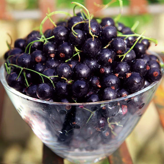 Schwarze Johannisbeere, Busch