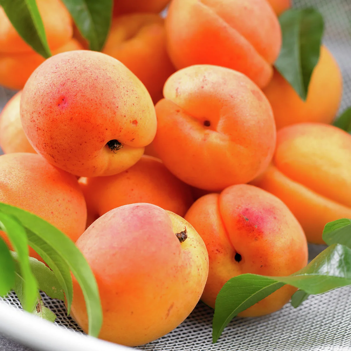 Zwergobst Zwerg-Aprikose