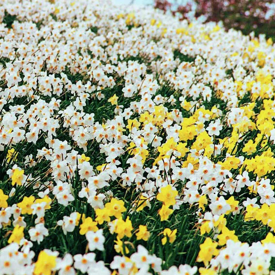 Dichternarzisse Actaea