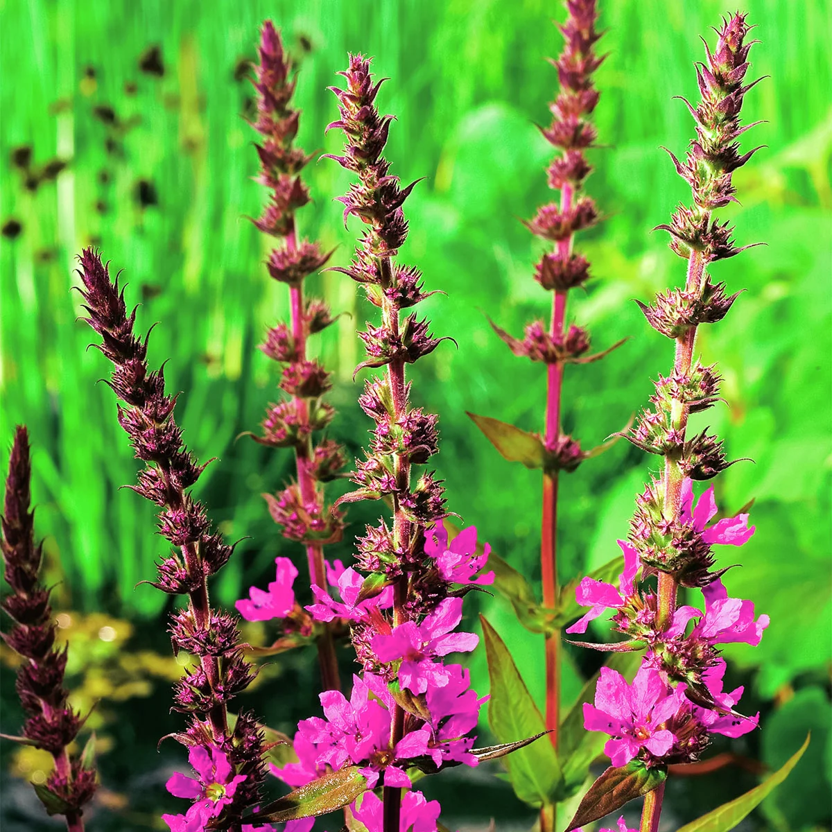 Blutweiderich, im ca. 9 cm-Topf