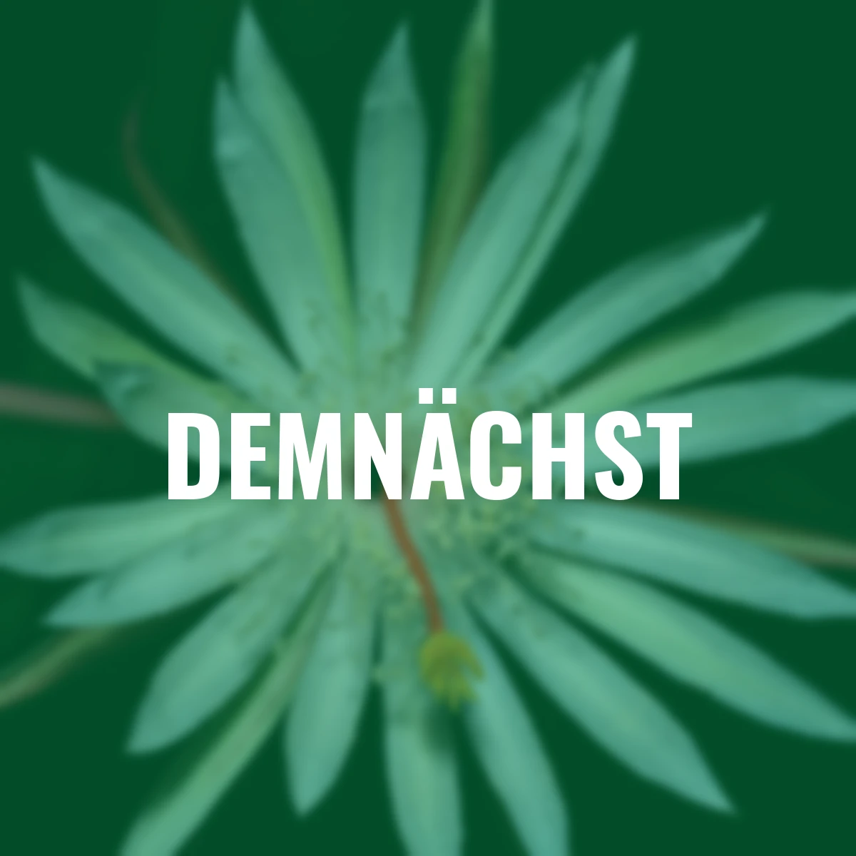 Königin der Nachtsamen