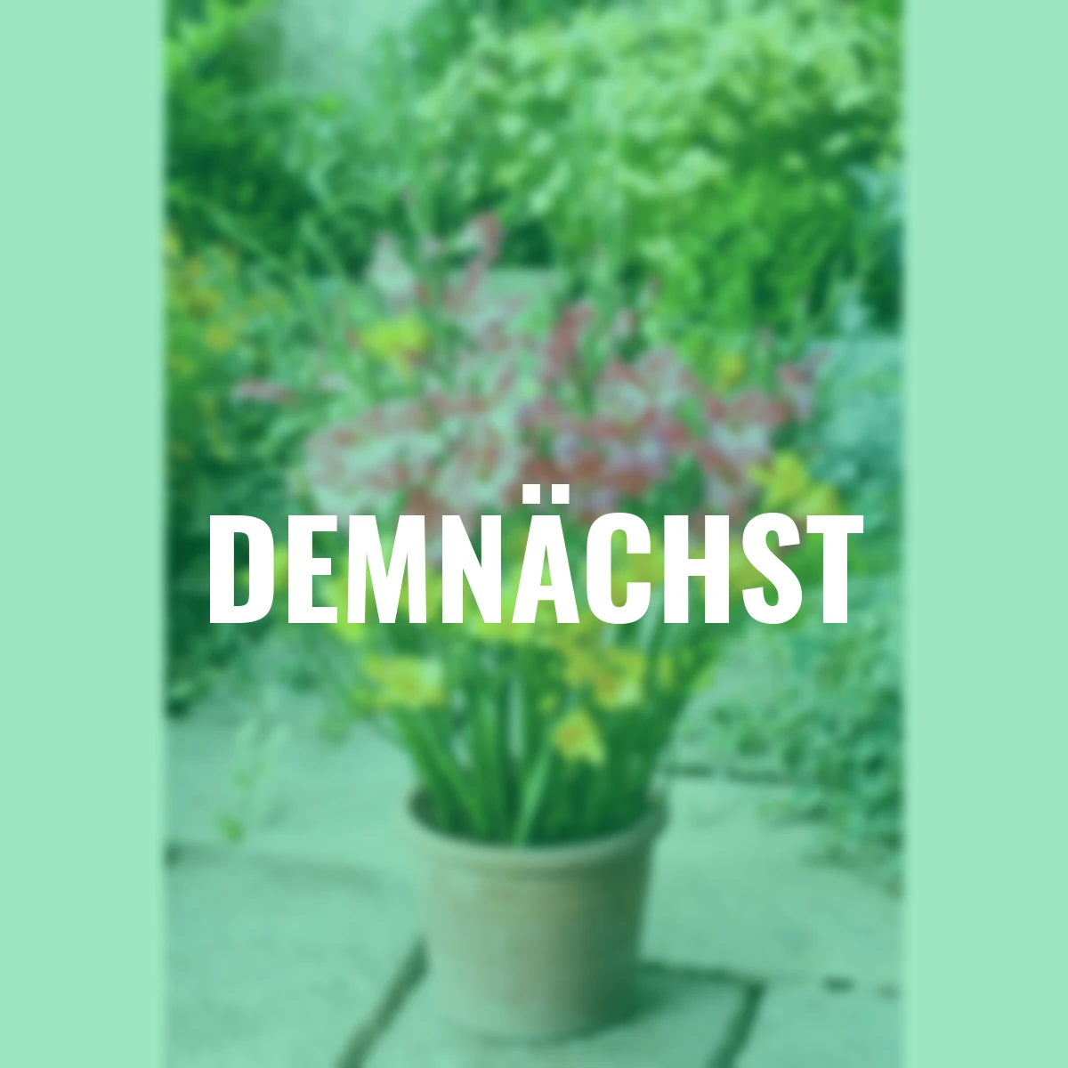 Pflanz-Tray Freesien & Gladiolen