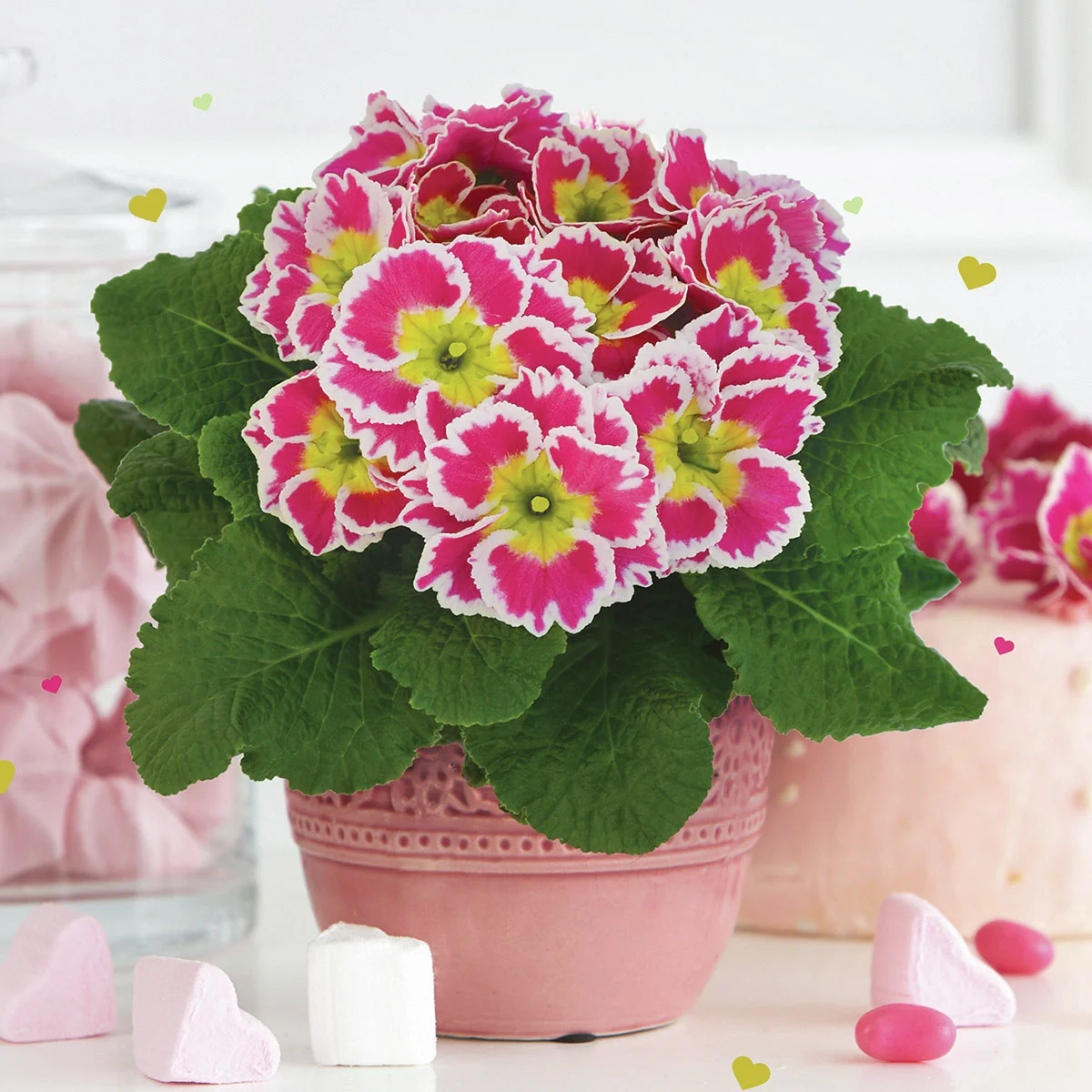 Zuckerguss-Primeln Sacarina Rose