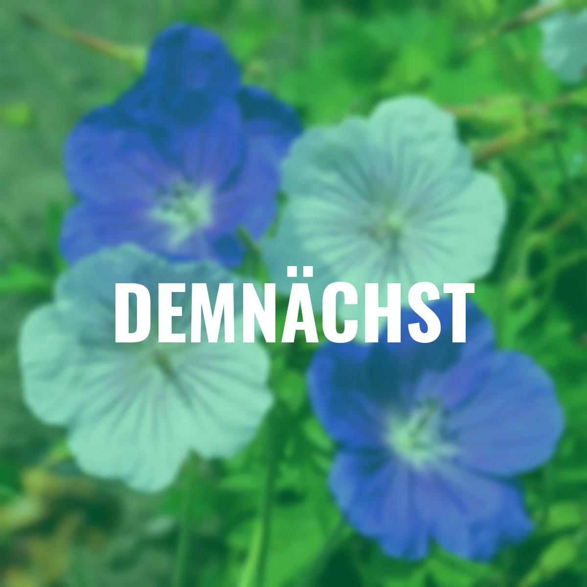 Stauden-Set Storchschnabel Orion & Derrick