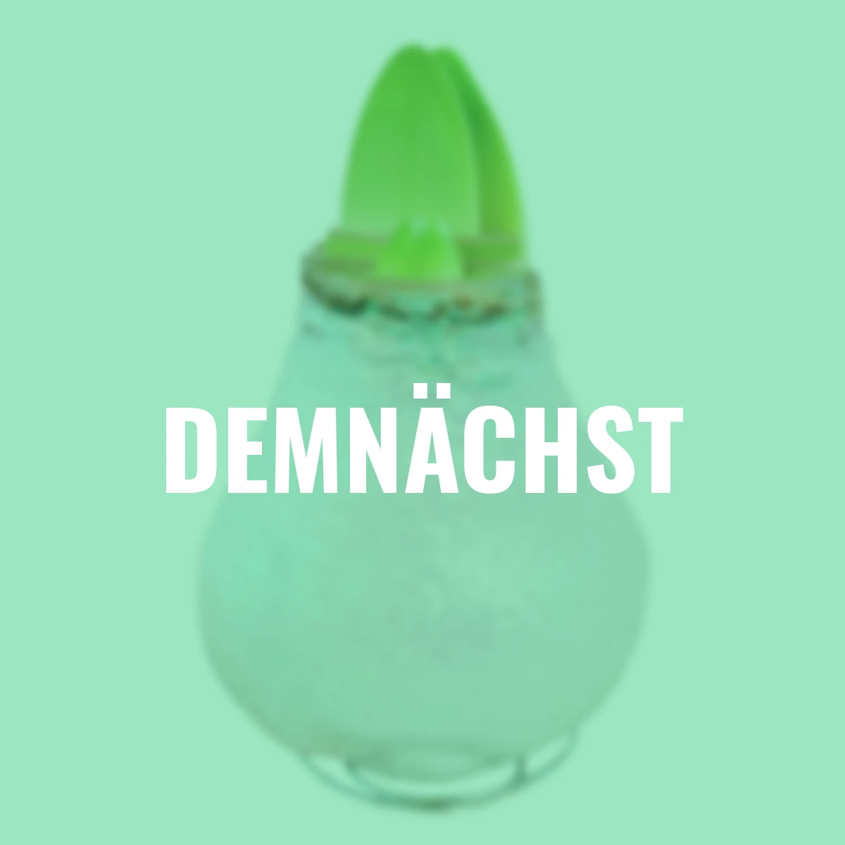 Amaryllis Wax, Touch of Magic White