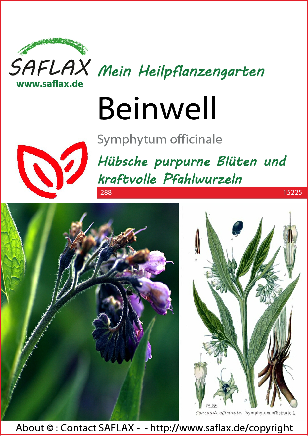 Beinwell - Samen