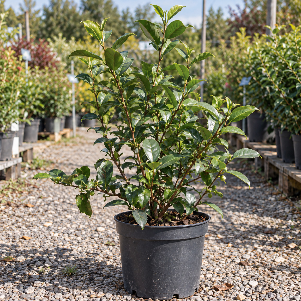 Echter Tee Fresh-T® Bloomtea