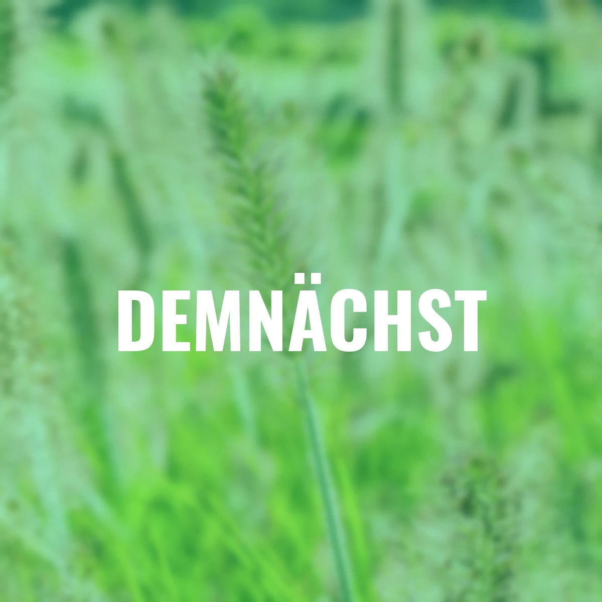 Lampenputzergras Hameln, im ca. 9 cm-Topf